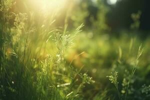 natürlich Grün defokussiert Frühling Sommer- verschwommen Hintergrund mit Sonnenschein. saftig jung Gras und Laub auf Natur im Strahlen von Sonnenlicht, szenisch Rahmen, Kopieren Raum foto