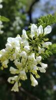 das Grün Sophora japonica Bäume sind voll von Weiß Sophora japonica Blumen, generieren ai foto