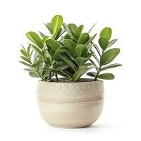 Erde Tag, Topf mit Zamioculcas Zuhause Pflanze auf Weiß Hintergrund, generieren ai foto