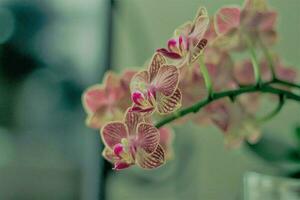 ein Rosa und Weiß Orchidee mit ein Grün Stengel foto