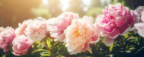 Blühen Pfingstrosen auf ein sonnig Tag Banner. schön natürlich Blumen- Hintergrund. ai generiert. foto