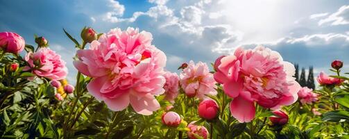 Blühen Pfingstrosen und Blau Himmel Banner mit Kopieren Raum. sonnig Tag. schön natürlich Blumen- Hintergrund. ai generiert. foto