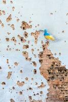 geschält Mauer mit ein Zeichnung von ein Taube im das Farben von das Flagge von Ukraine, Blau und Gelb. das Taube ist ein Symbol von Reinheit, Licht, Frieden, Liebe, das Mensch Seele. Ukraine, kyiv - - kann 06, 2023. foto