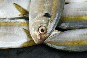 roh frisch klein Gelb gestreift tervally gebändert schlank Fisch foto