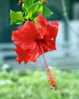 Hibiskus Blume Orange rot Gelb draussen Garten Tageslicht foto