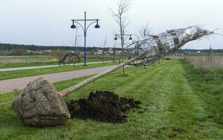 ein Setzling von jung Bäume ist gepflanzt im ein Stadt Park. neu erstellt Gasse von jung Bäume im das Park. Stadt Landschaft Design Konzept. Sämling bereit zum Pflanzen im Stadt Park, Landschaftsbau Konzept. foto