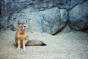 Kit Fuchs Nahansicht foto