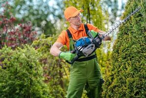 Mann Gestaltung das Thuja Baum foto