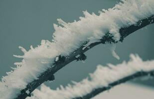 Winter niedrig Temperatur Frost auf das Pflanze Ast foto