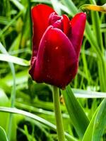 das Knospe von ein dunkel rot Tulpe von das Wimperntusche Vielfalt im das Frühling Park ist gerade Anfang zu blühen foto