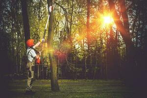 Baum Geäst Schnitt foto