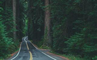 Allee von ein Riesen szenisch Kalifornien Redwood Wald Autobahn foto