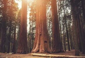 uralt Mammutbäume Wald foto