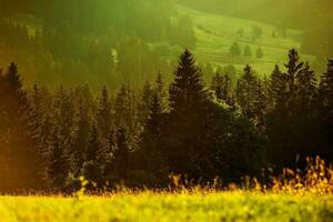 Sonnenschein auf das Wald Weg foto