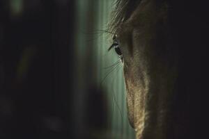 dunkel Pferd Auge Nahansicht foto