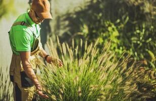 Gärtner nehmen Pflege von dekorativ Garten Gräser foto