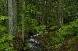 Sommer- Wald Aussicht foto