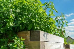 Mentha Pflanzen im das Familie Lippenblütler. foto