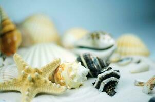 Strand Muscheln Nahansicht foto