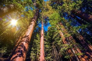 Riese Mammutbäume Wald foto