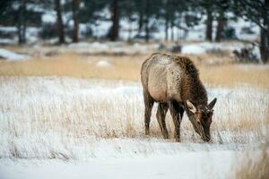 jung Elch im Winter foto