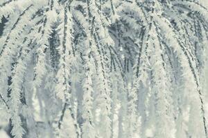 gefroren Garten Pflanzen bedeckt durch Frost foto