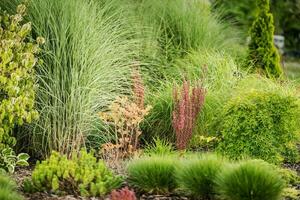 Garten Vegetation Aussicht foto