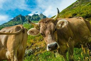 schweizerisch alpin Kuh foto