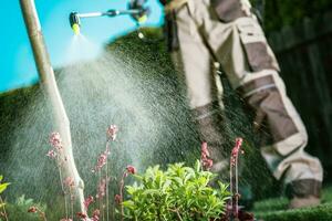 Kampf Insekten im das Garten foto