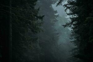 dunkel dramatisch Redwood Wald Landschaft foto