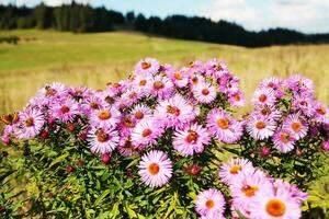 wild Blumen Wiese foto