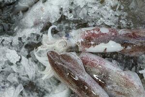 frisch Tintenfisch Calamari Tintenfisch beim wöchentlich Straße Markt foto