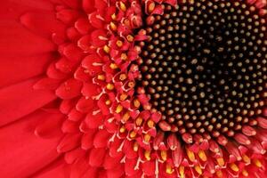 rot Gänseblümchen Blume auf Makro Nahansicht auf dunkel Hintergrund foto