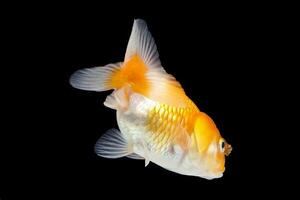 Goldfisch Aquarium Haustier foto