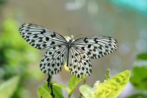 Schmetterling einer Blatt Blume foto