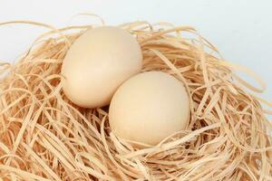 Eier im ein Nest auf Weiß Hintergrund foto