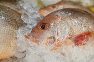 frisch rot Schnapper Fisch beim wöchentlich Straße Markt foto