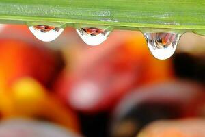 Brechung Öl Palme Obst Wasser Tröpfchen foto