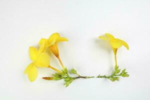 Gelb Allamanda Glocke Blume auf Weiß Papier Hintergrund Text Kopieren Raum minimalistisch Konzept foto