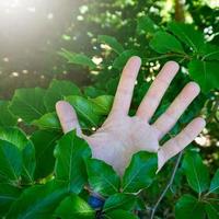 Hand mit grünen Blättern, die die Natur fühlen foto