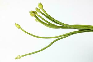 Knoblauch Blume Knospe Grün Stengel auf Weiß Hintergrund foto