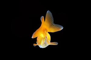 Goldfisch Aquarium Haustier foto