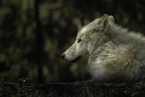 Polarwolf im Zoo foto