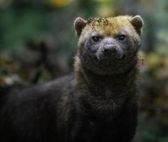 Porträt des Buschhundes foto