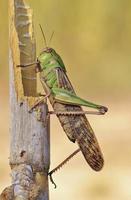 grüne Insekten-Heuschrecke foto