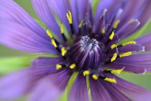 Nahaufnahme lila Blume und Stempel foto