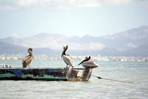 Pelikane in einem Boot an einem Strand in Mexiko foto