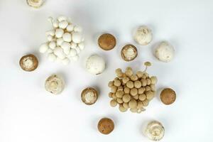 mischen Weiß braun Shimeji Taste Pilz oben Aussicht auf Weiß Hintergrund foto