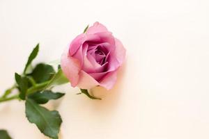 einzelne lila pionförmige Rose auf hellem Hintergrund foto