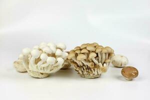 mischen Weiß braun Shimeji Taste Pilz auf Weiß Hintergrund foto